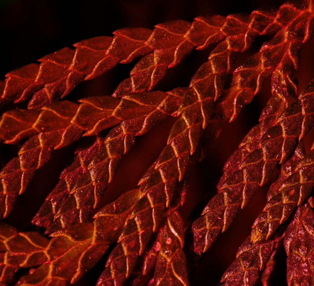 A Study in Red by Jonathan Moffett