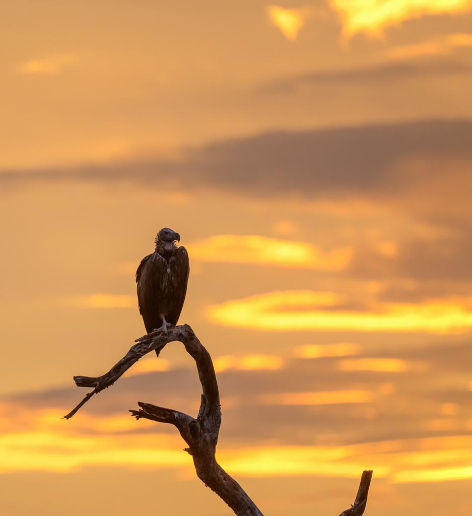 Golden awe by Bruce McPhail