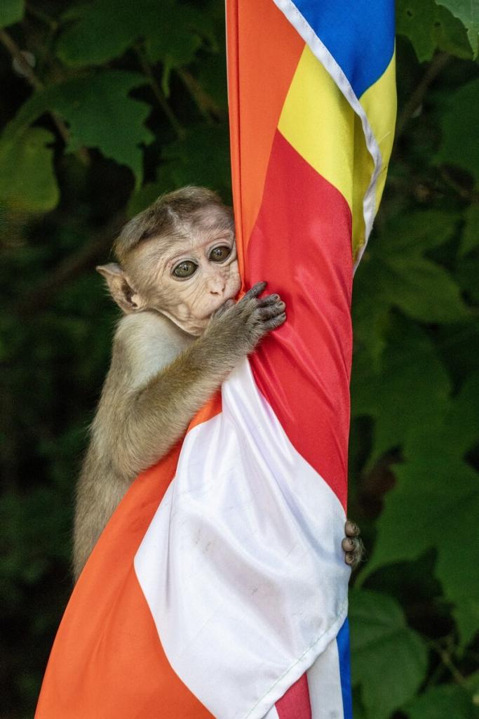 Macaque &amp; Buddhist Flag by Darren Waldron