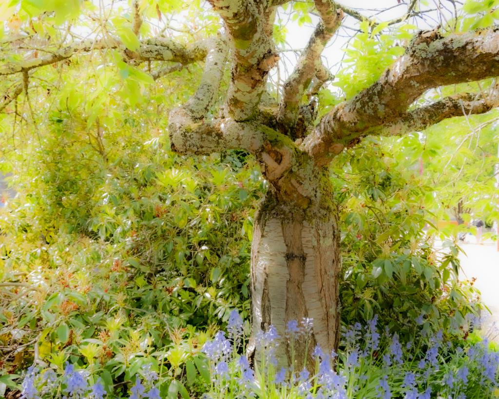 Serenity by Yvonne Whiteley