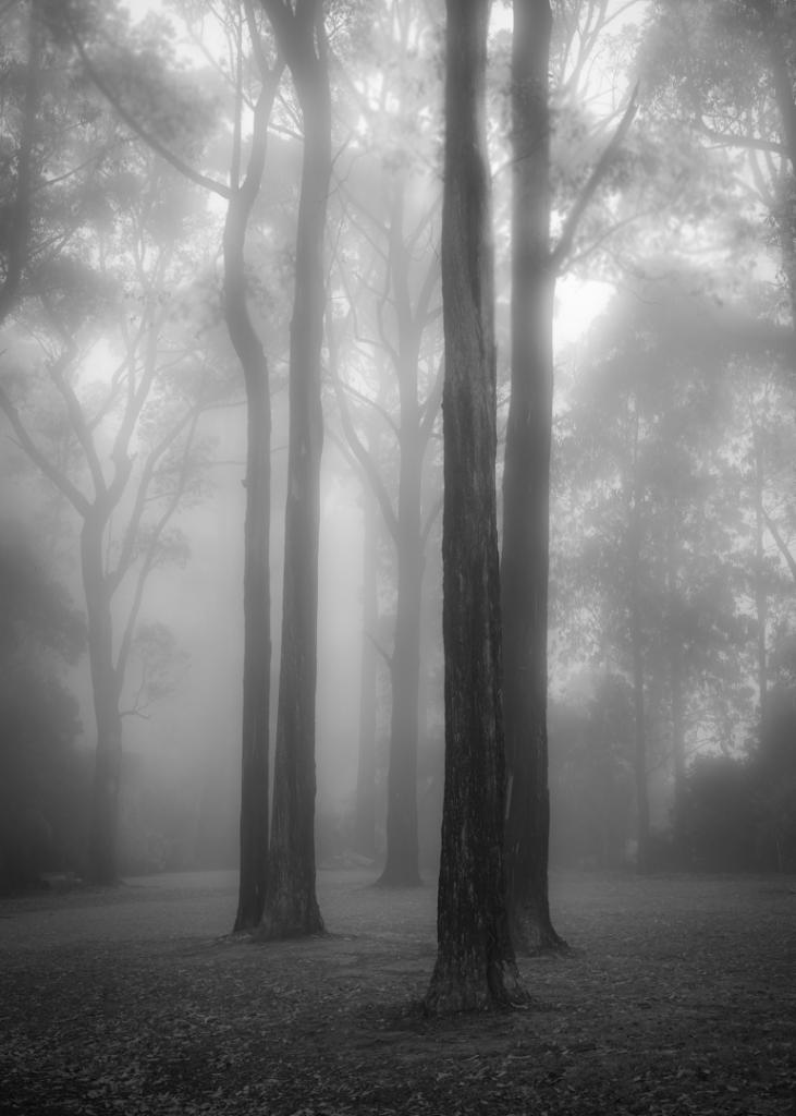 Through the fog by Michelle Brasington