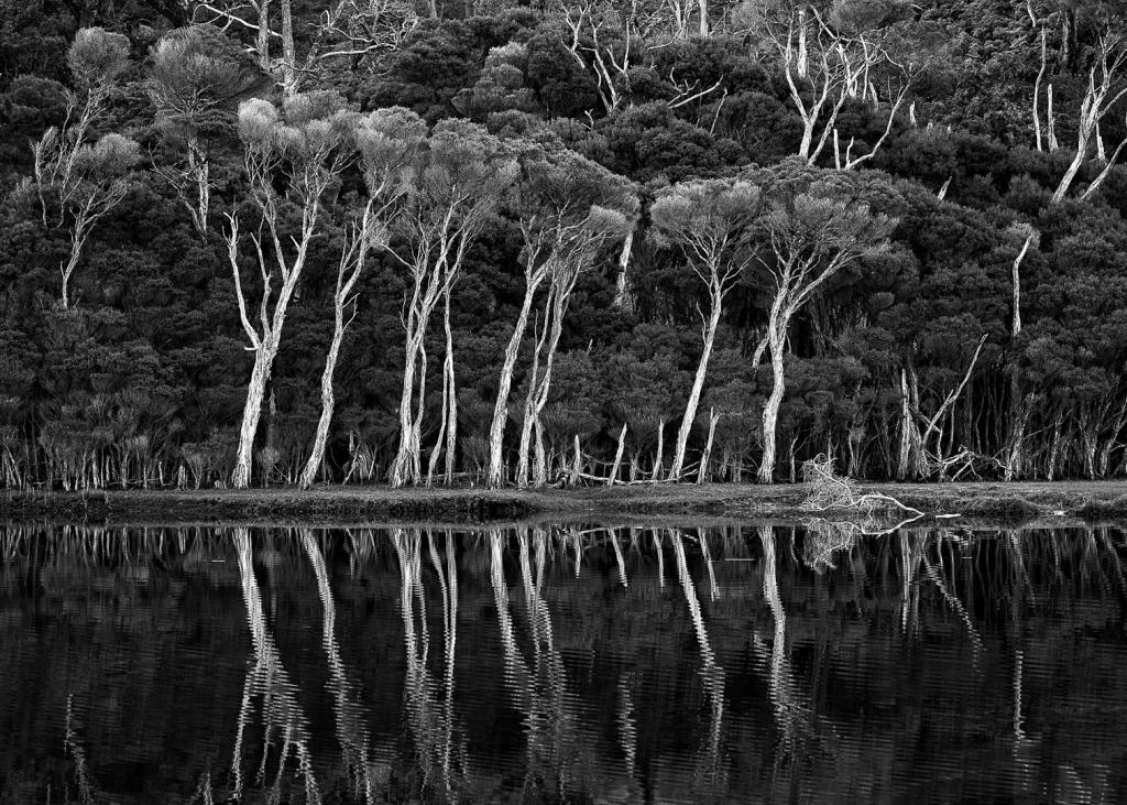 Bank of Silver Trees by Peter Franz