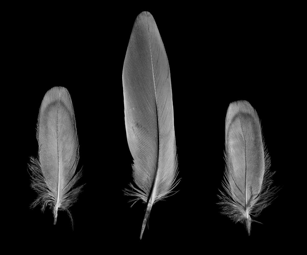 Feathers by Alan Vincent