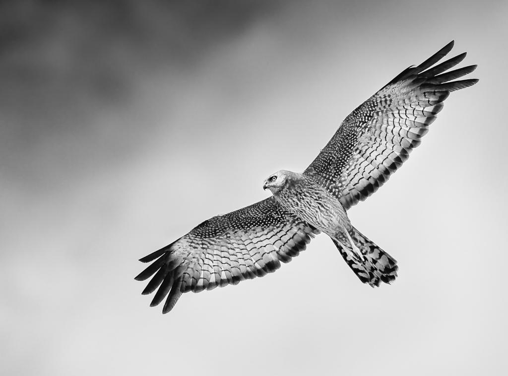 Spotted Harrier by Michiko Iida
