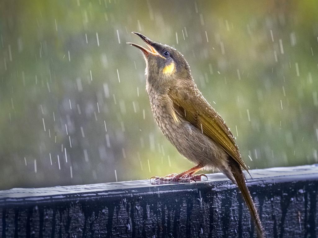 Singing in the rain by Michiko Iida