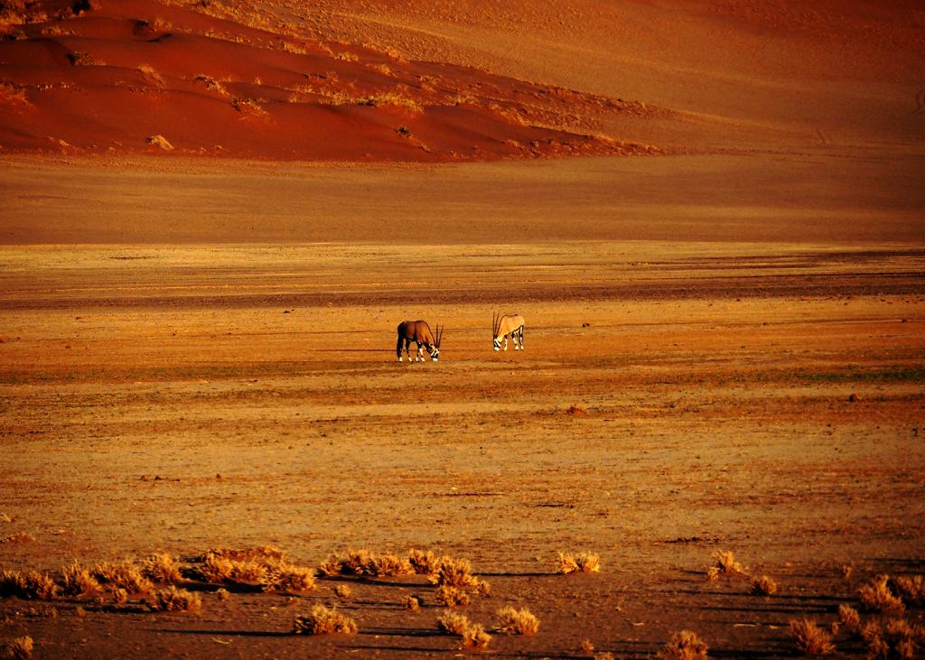 Oryx Feeding by Gil Urquhart