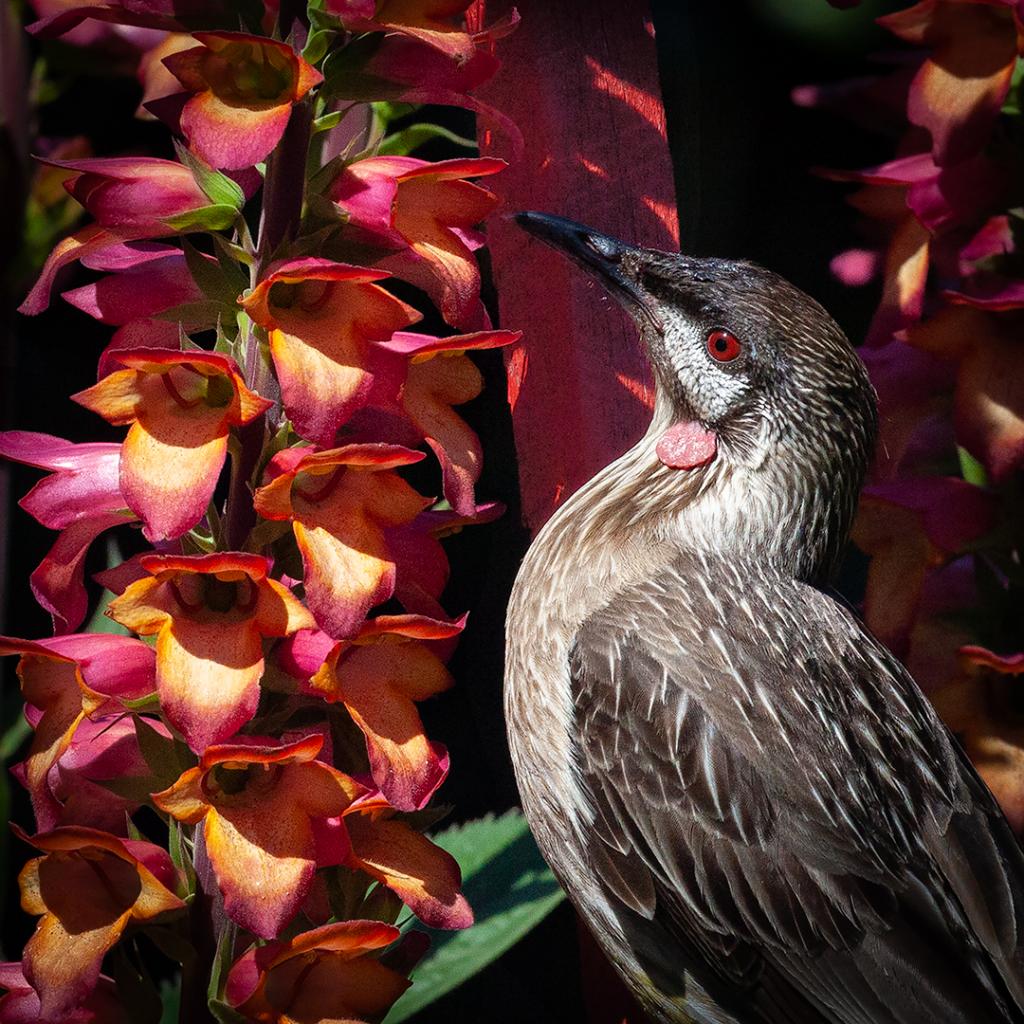 Wattyl bird on digiplexus by Philip Maxwell