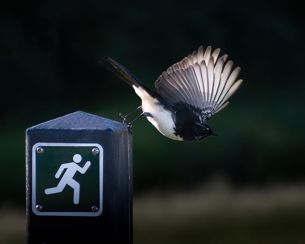 The Chase by Peter Nyga