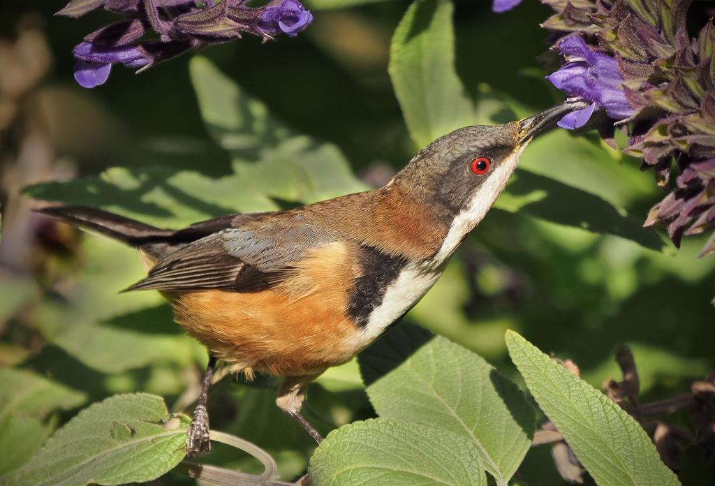Eastern Spinebill by Diane Peters