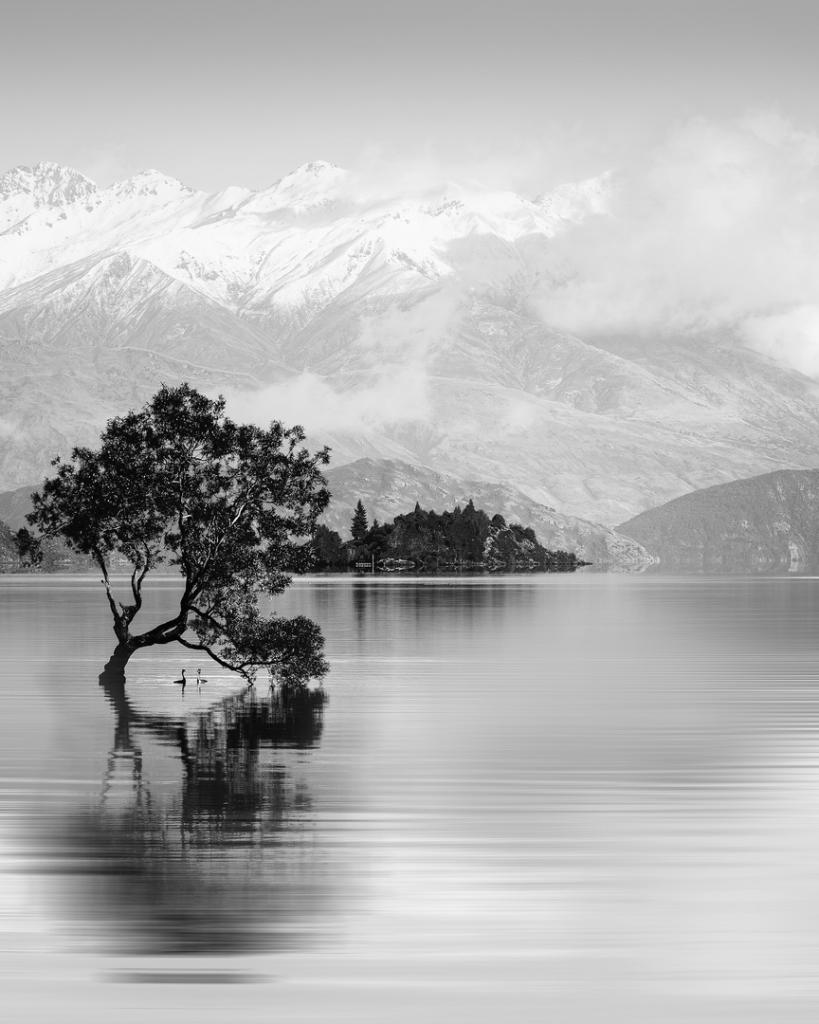 Wanaka Tree by Peter Nyga
