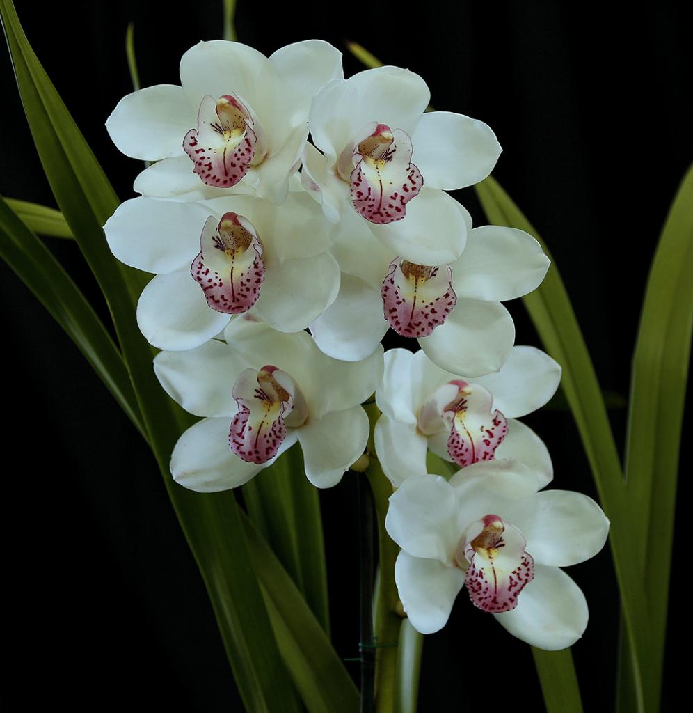 White Beauty by Gordon Young