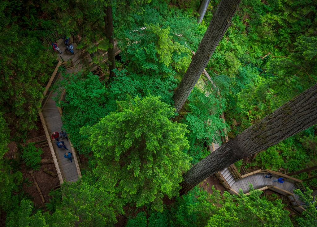 From the Treetops by Valerie Earl