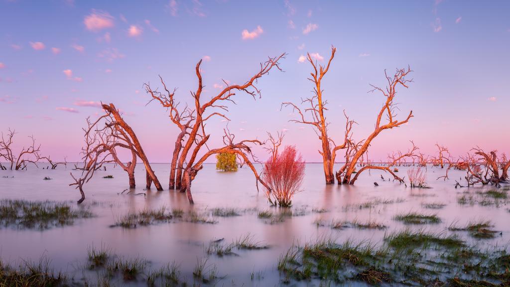Menindee Dawn by Malcolm Gamble