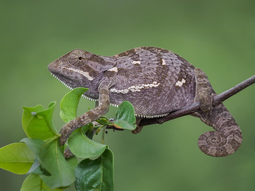 Flap-necked Chameleon by Michiko Iida