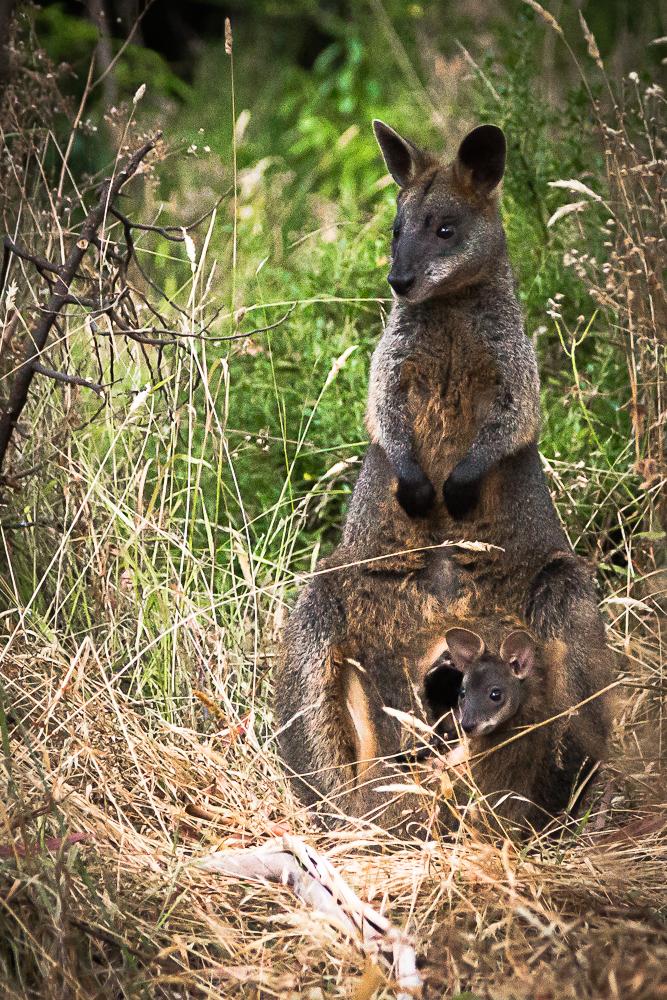 Mother and Joey by Ian Jefferyes