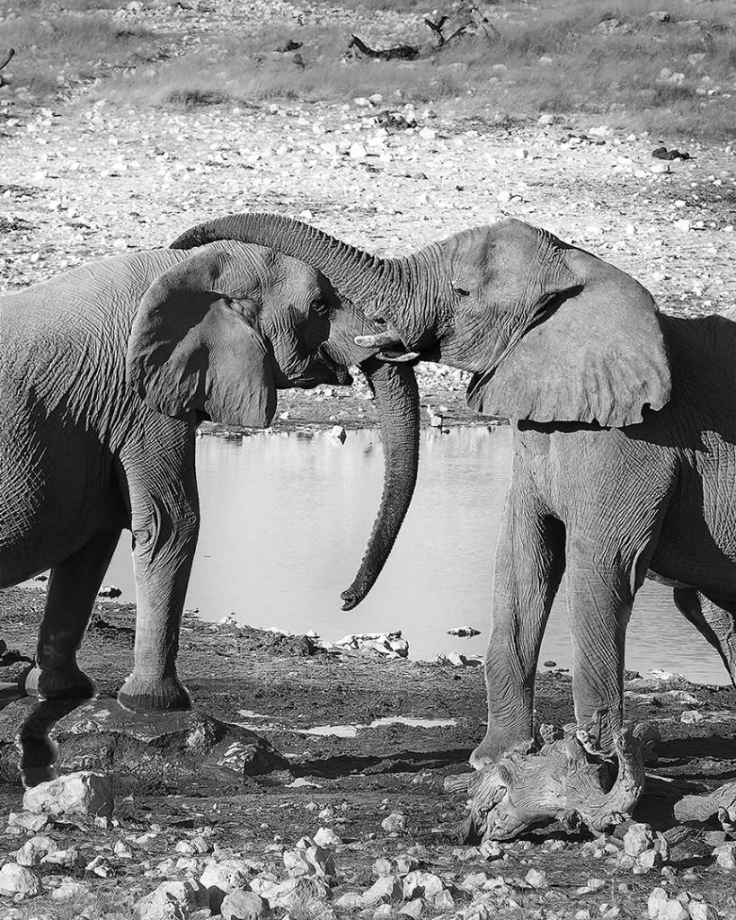 Trunk line by Glenda Urquhart