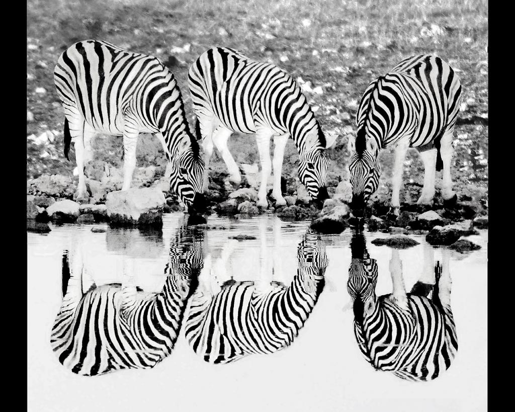 Drinking at Dawn by Gil Urquhart