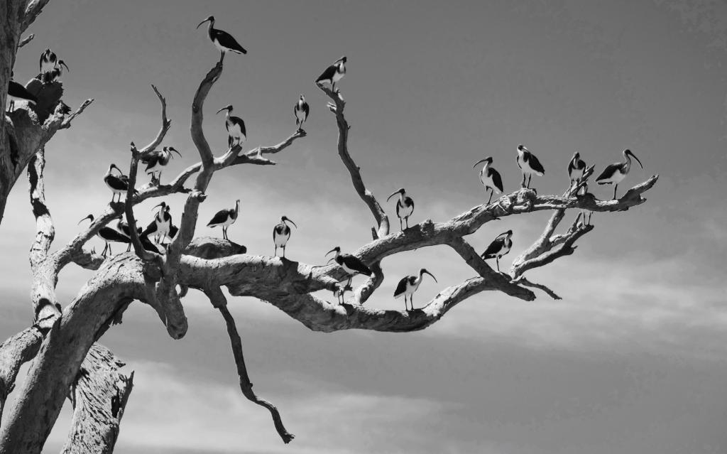 Ibis Congregation by Jenni Clarke