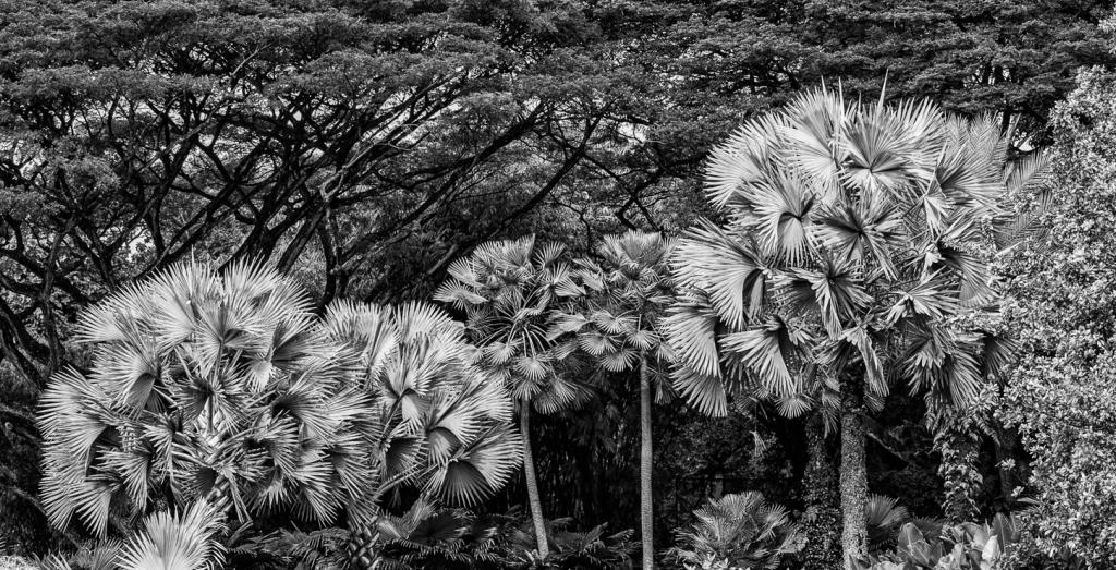 Spiky Palms by Alan Stevens
