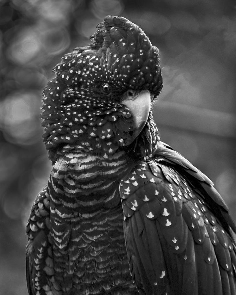 Black Cockatoo by Liz Furey