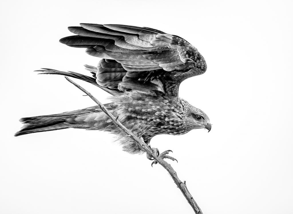 Just Landed by Michiko Iida