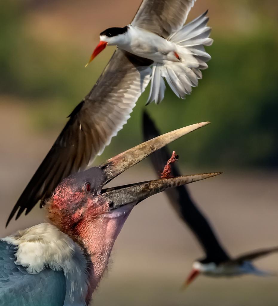 Marabou Raids Skimmer Nests by Suzanne Calder