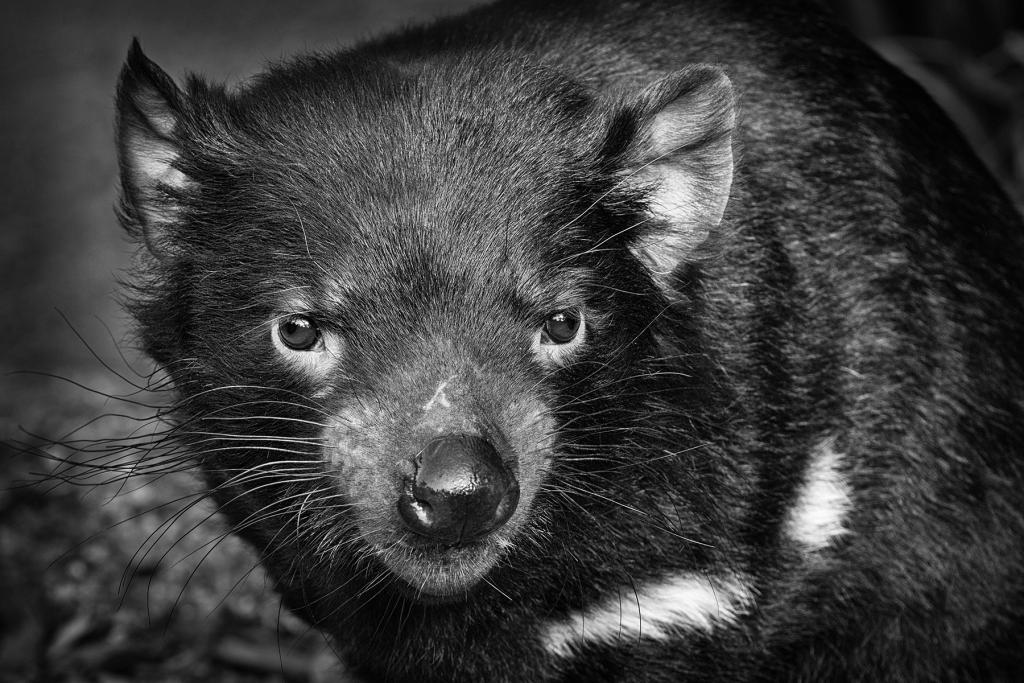 Tassie Devil2 by Margaret Edwards