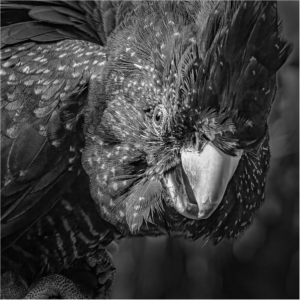 Close inspection by Ray Bowden