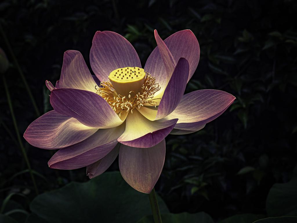 Full bloom by Ray Bowden