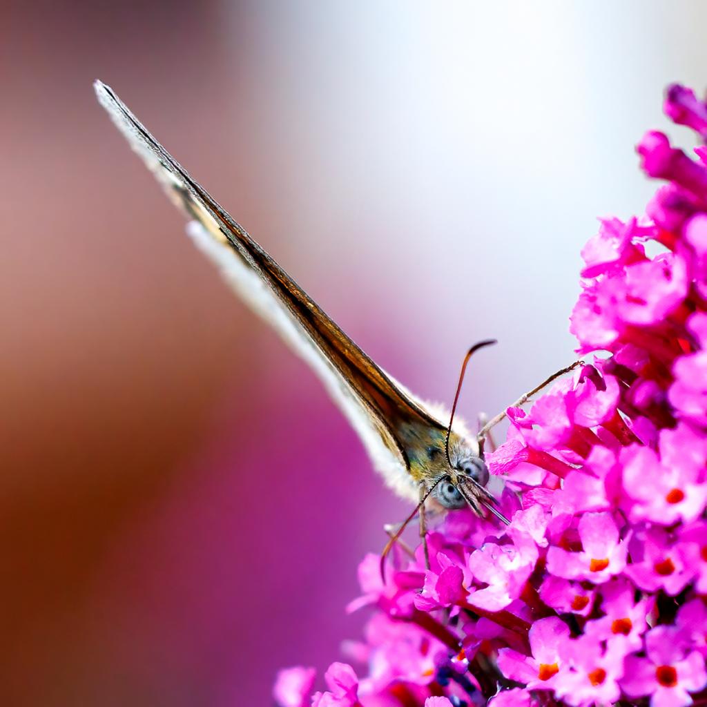 High on nectar by Philip Maxwell