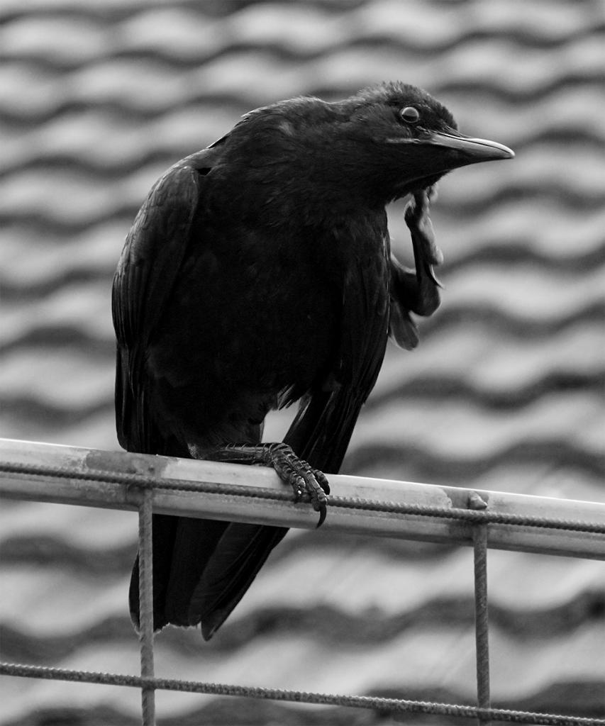 Itchy ear by Caroline Mann