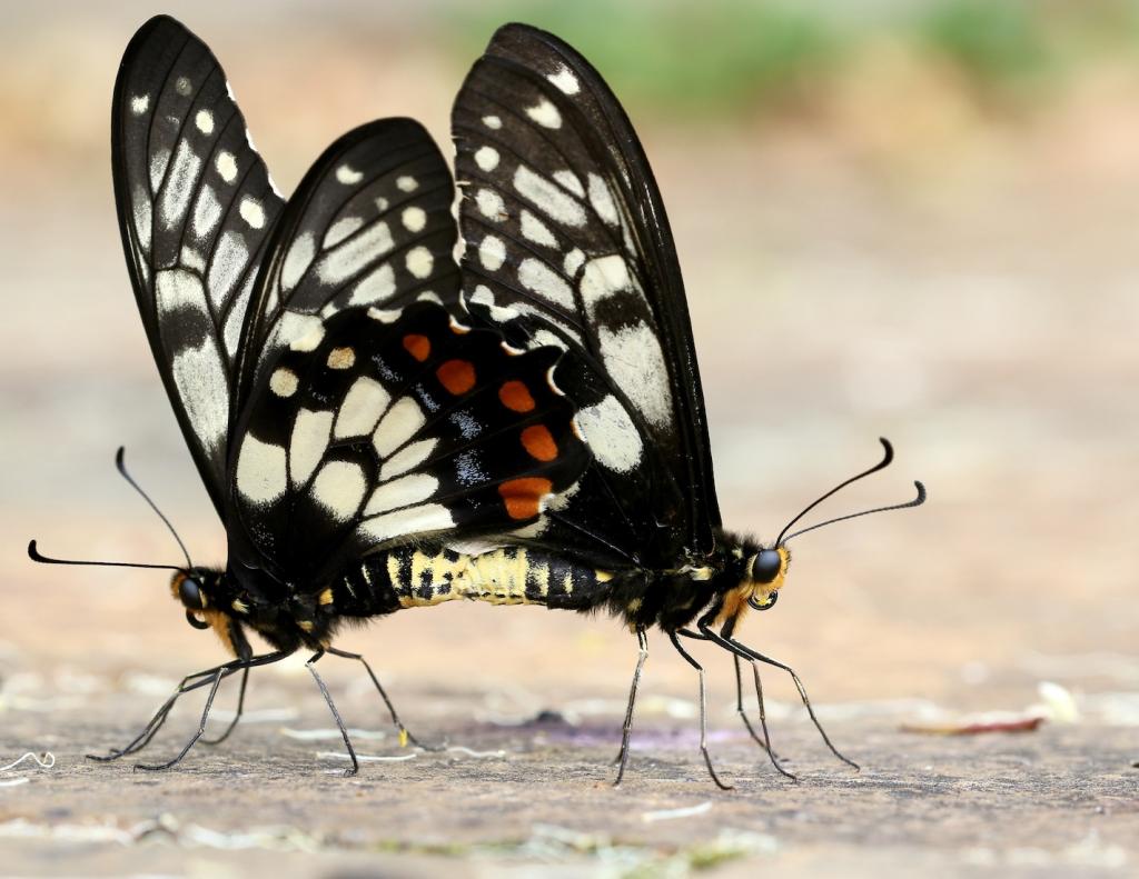 Mating by Maureen Forbes