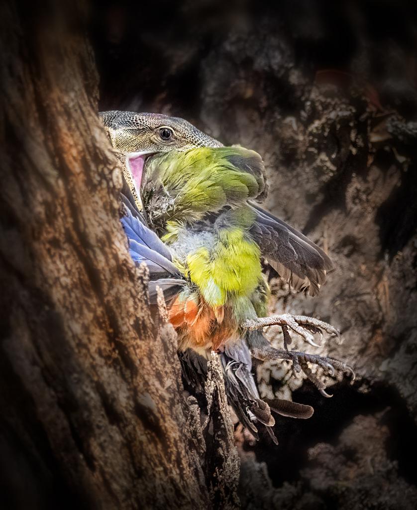 Taken by goanna by Michiko Iida