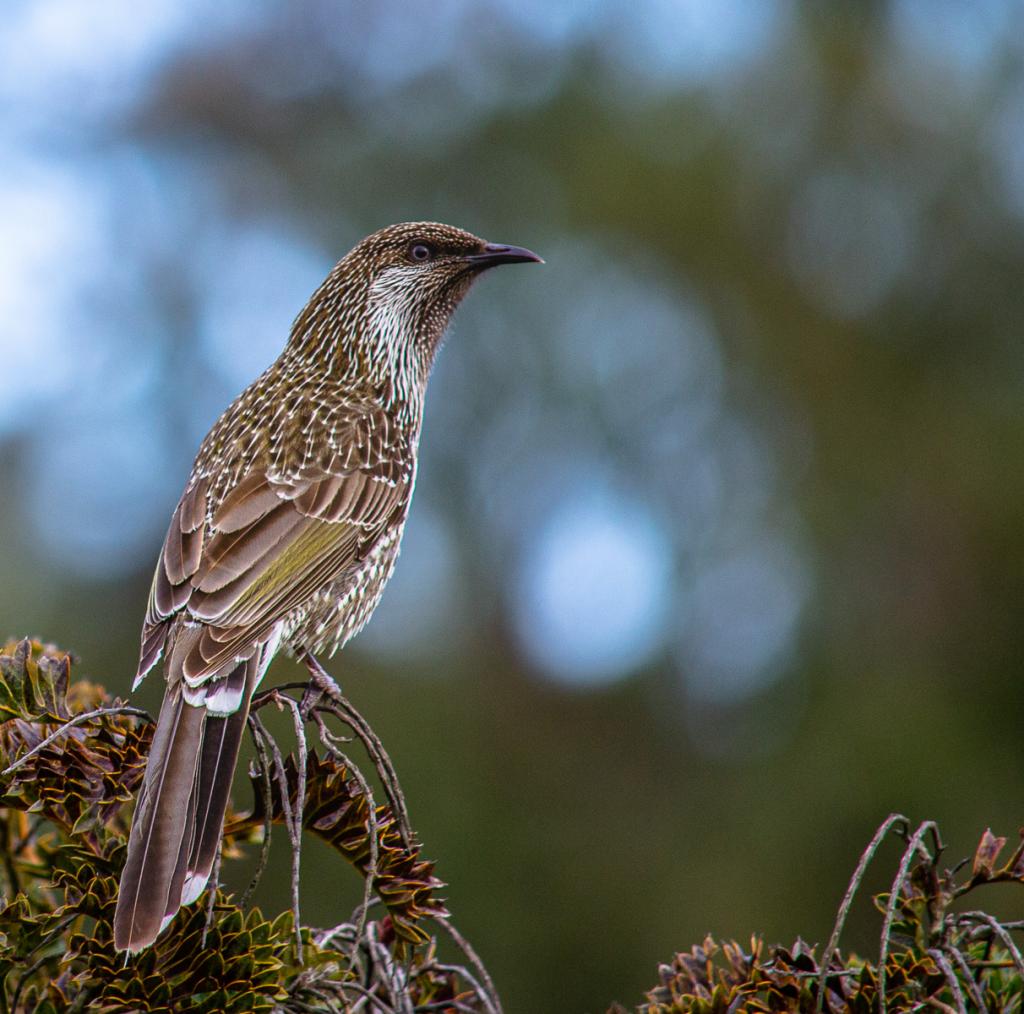 Little Wattlebird on the Prowl by Michael Stanton