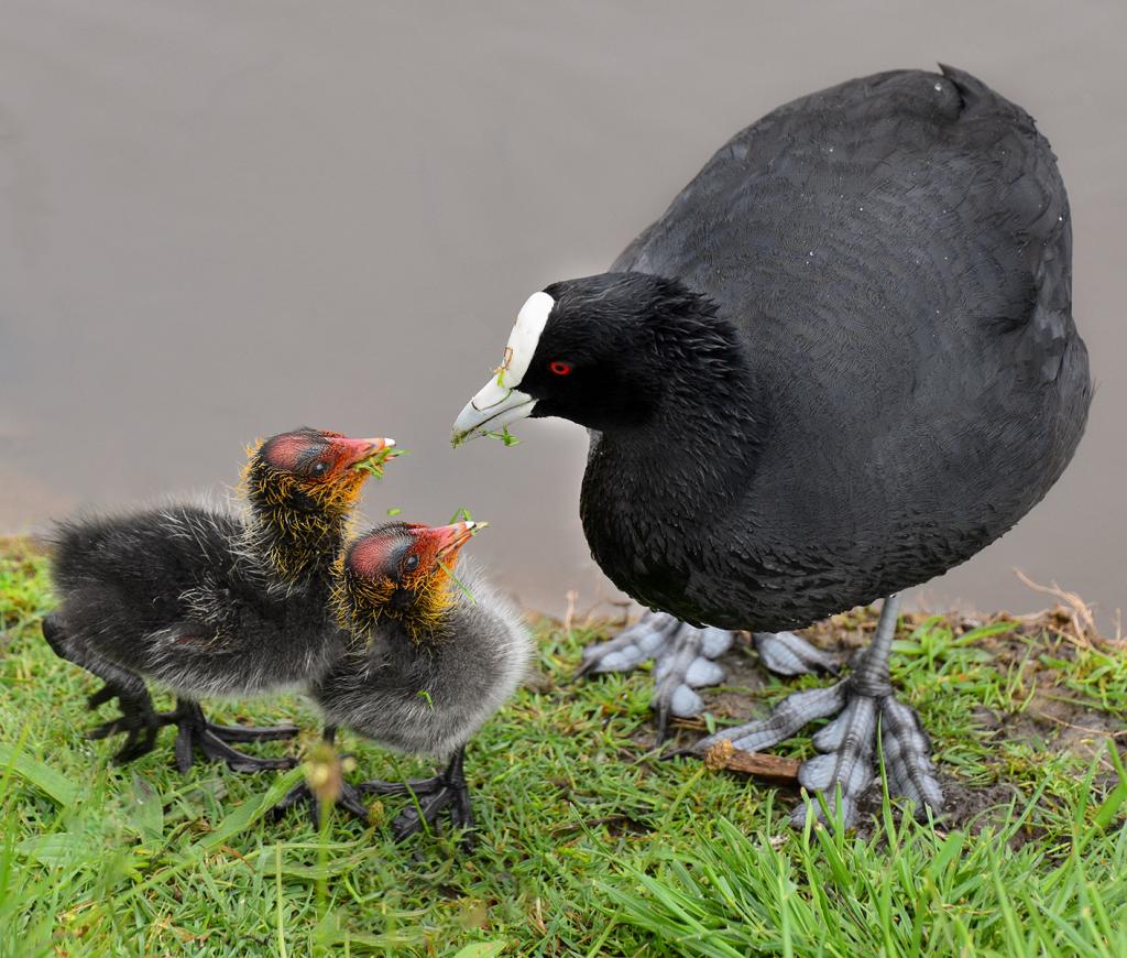 Cute Coots by Don Hyatt