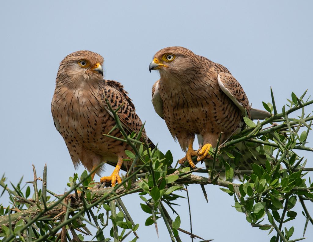 Serengeti Greater Kestrels by Bruce McPhail