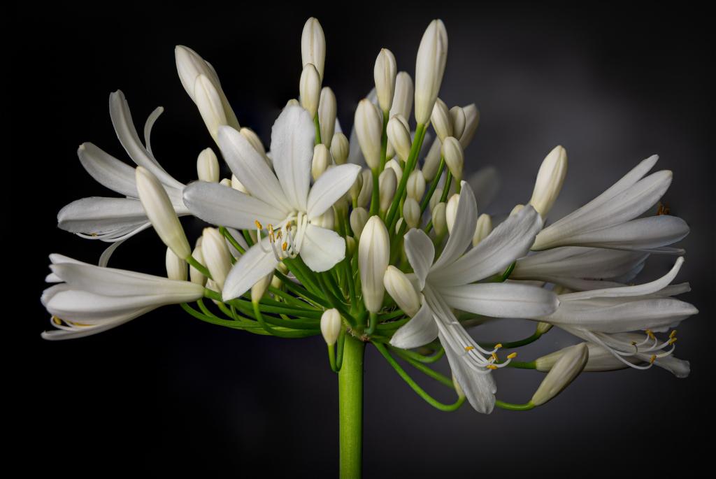 White Agapanthus by Alan Firth