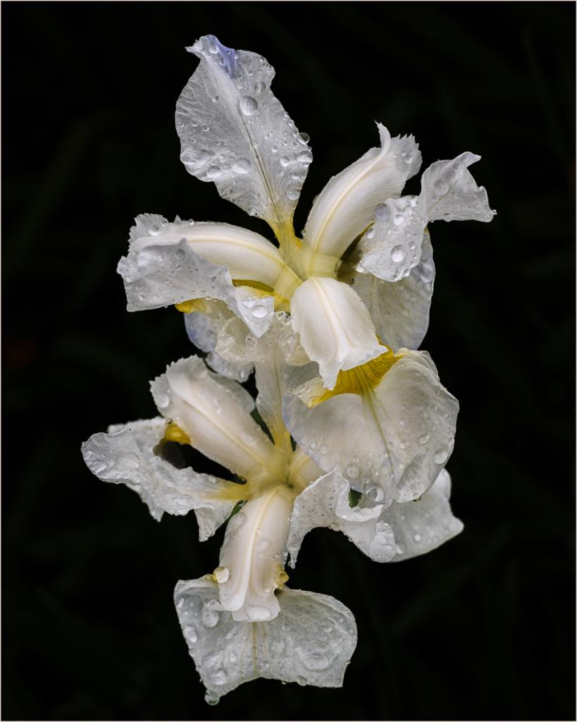 Delicate by Alan Stevens