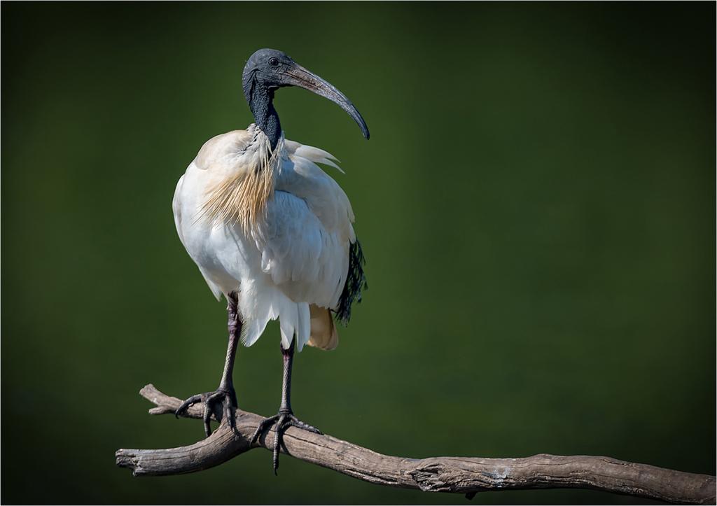 Ibis 1 by Greg Earl