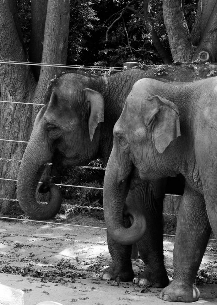 In Unison by Michelle Brasington