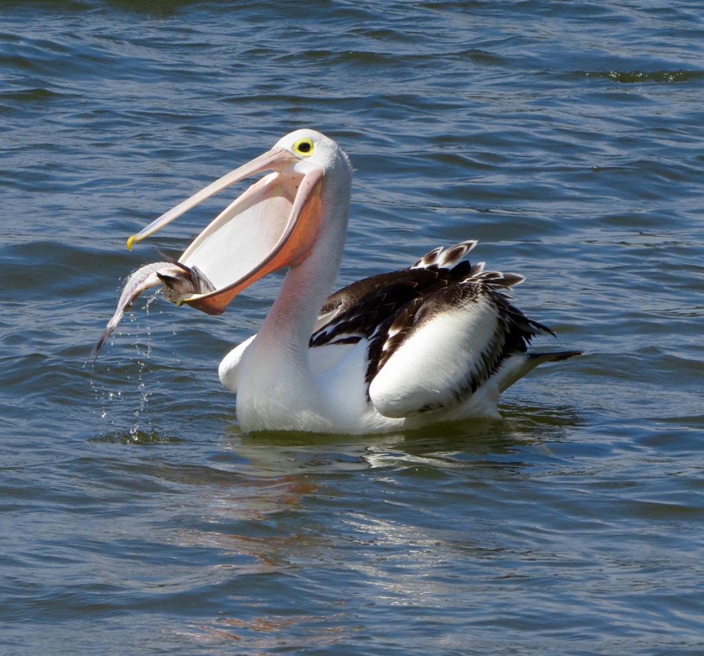 Open Wide by Diane Peters