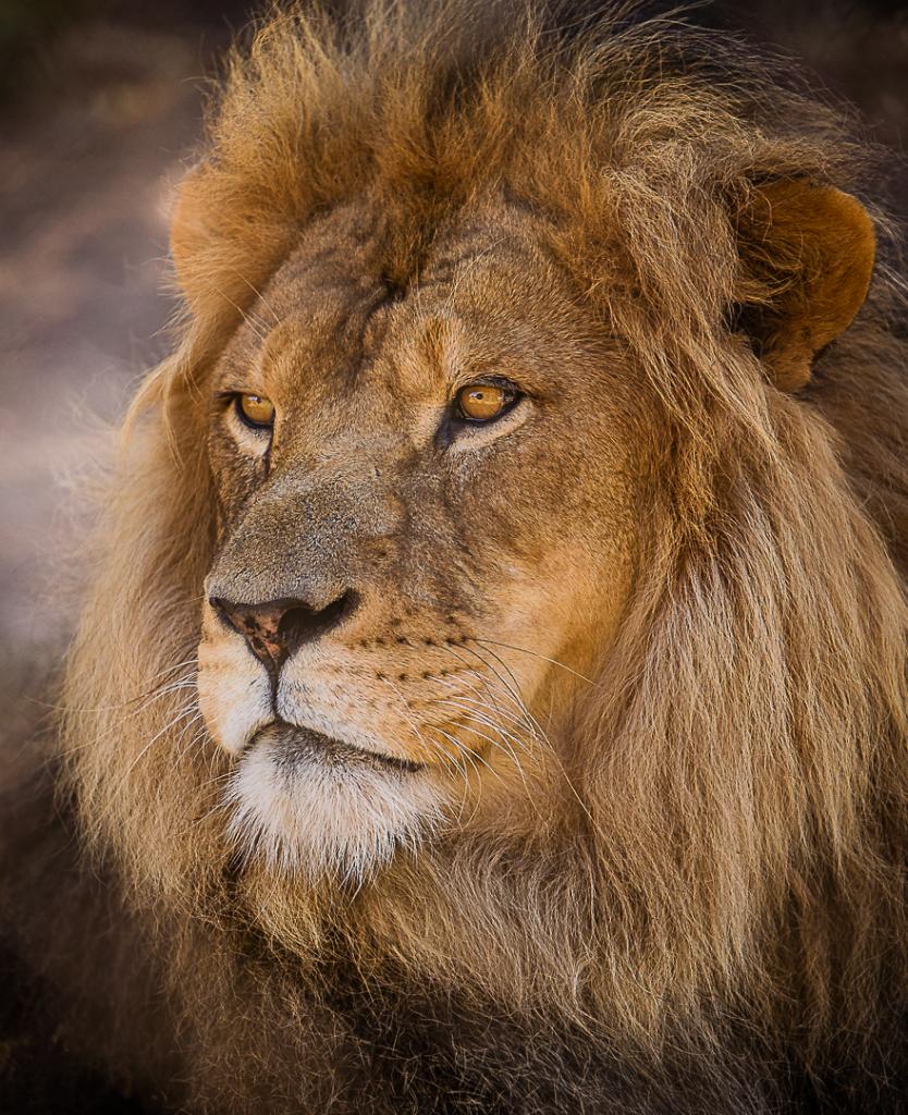 Pride by Dani Thompson