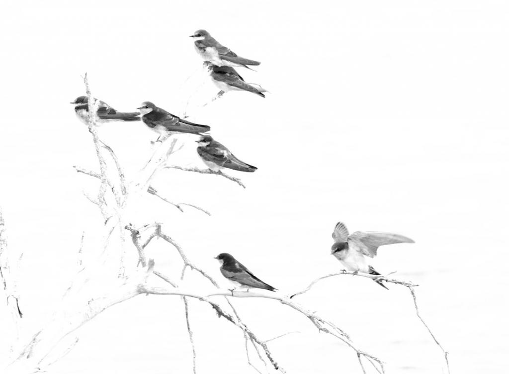 Swallows at Rest by Ngaire Denne