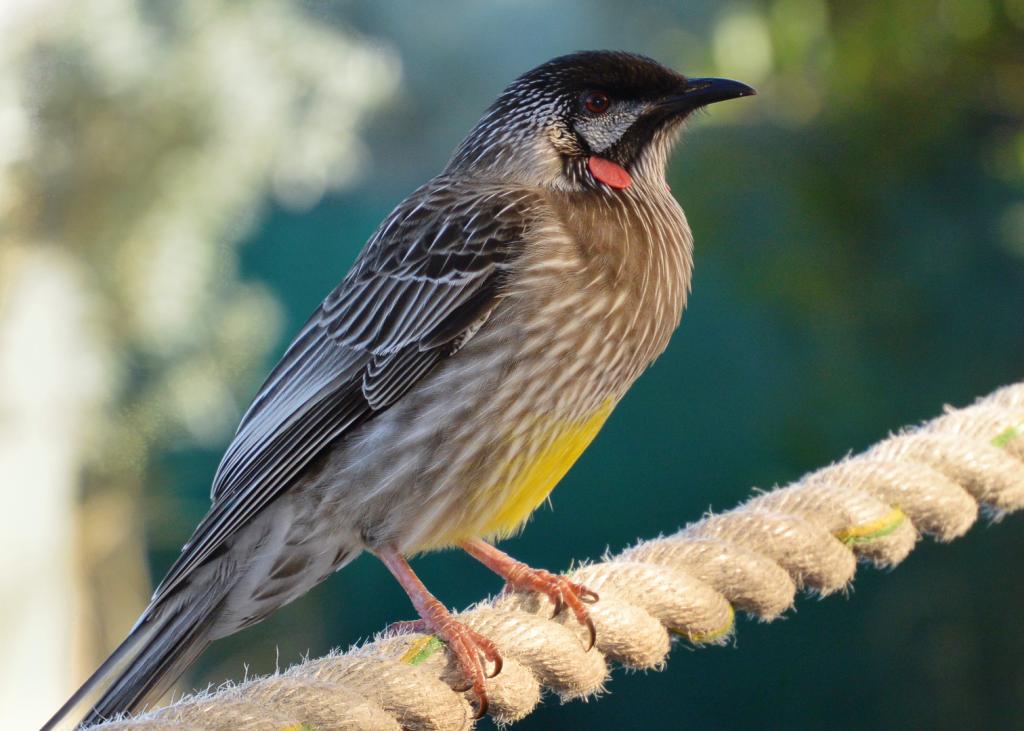 Young Wattlebird by Lee Lynch
