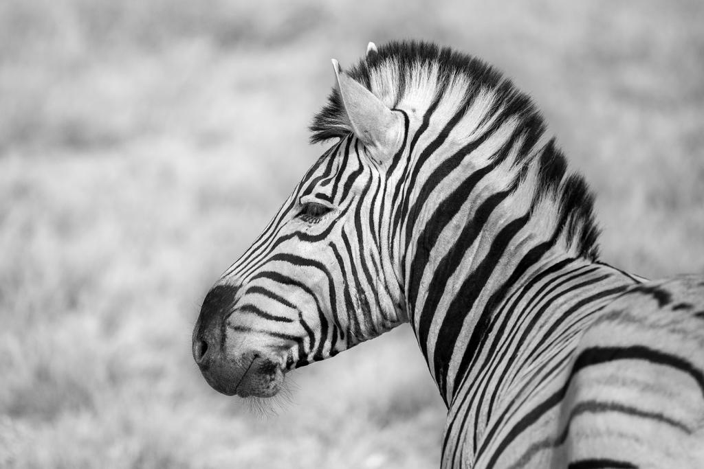 Zebra 1 by Pamela Wheeler