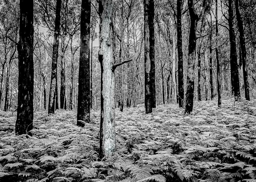 Silent witness by Liz Mann