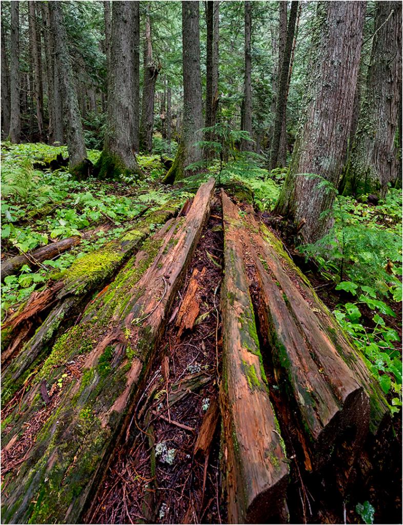 The Fallen by Greg Earl