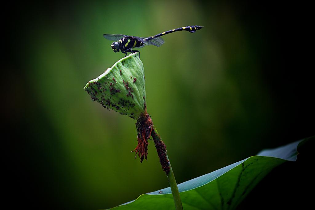 Golden Ringed Dragonfly by Christine Smith