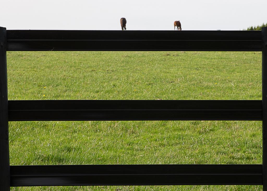 Sitting on the fence by Michelle Brasington