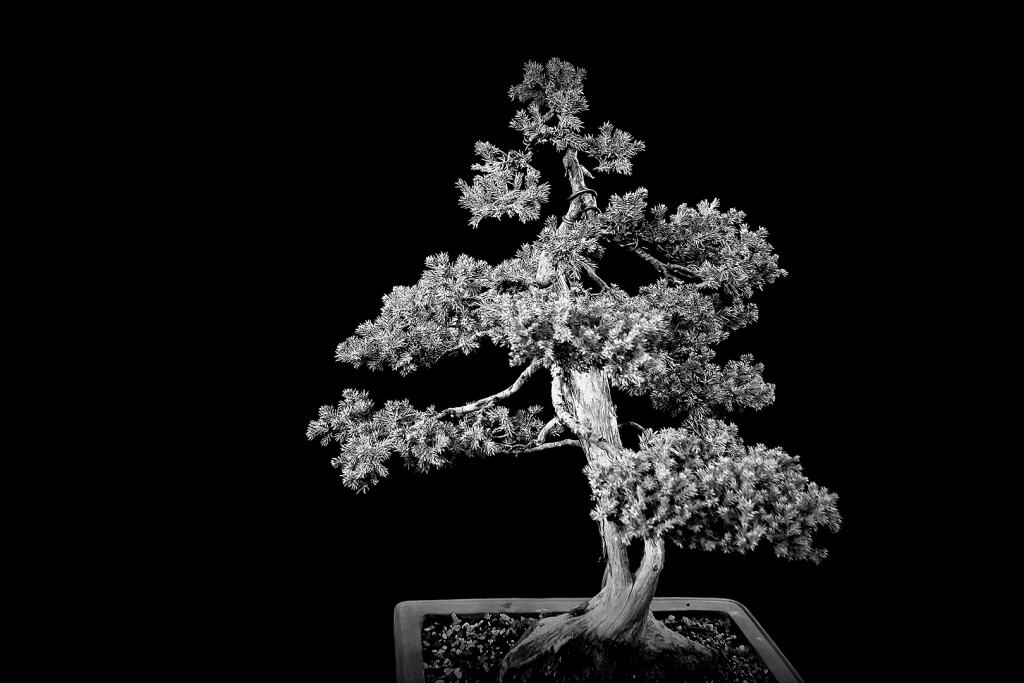 Bonsai by Gordon Young